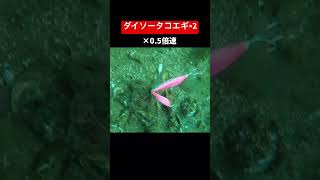 ダイソータコエギW【タコ釣り水中映像】酒田港underwater footage