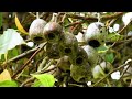 eucalyptus ficifolia auf madeira