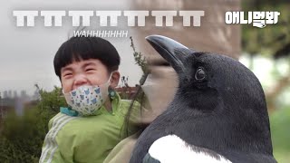 아기새 시절을 사람과 보낸 까치가 다시 사람에게 돌아온 이유ㅣThe Last Of A Magpie Raised By A Human Since A Baby