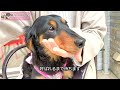 狂犬病ワクチンで副作用が出てしまいました