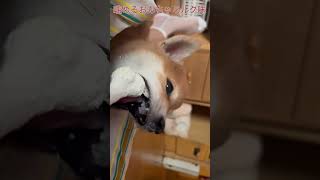 噛み癖直したい。 #puppy #shibainu #shibaken #柴犬 #豆柴 #豆柴子犬 #子犬噛み癖#噛み癖直し方