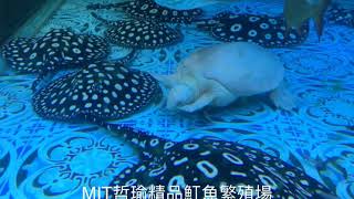 MIT哲瑜精品魟魚繁殖場 白子豬鼻龜有證書+皇冠魟魚 Albino pig-nosed turtle