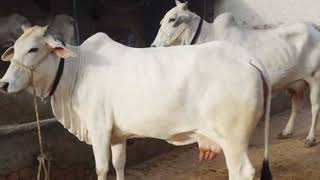 थारपारकर गाय - देसी गाय की नस्लों की पहचान 🐄 Tharparkar cow ki pehchan