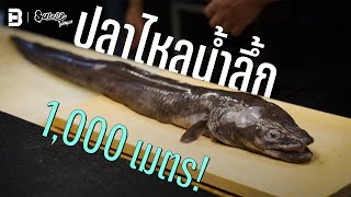 ปลาไหลน้ำลึก ที่มาจากระดับน้ำ 1,000 เมตร! | #sauceใต้สมุทร