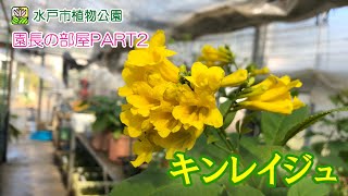 【園長の部屋PART2】第82回 キンレイジュ【水戸市植物公園】