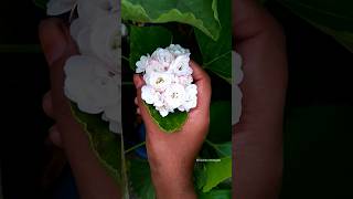 సెంటు మల్లె Beautiful jasmine flowers in terrace garden #gardening #vegetables #harvest #gardenideas