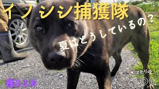 イノシシ捕獲隊・夏はどうしているの？～許可対象者は通年活躍～