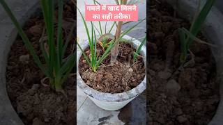 गमले में खाद मिलाने का सही तरीका #shorts #khaad #fertilizer #fertilization #fertilizertips #nature