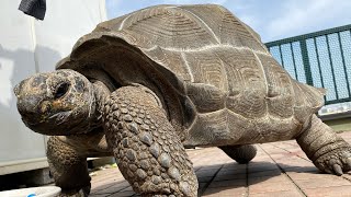 16年飼育しているゾウガメのプロフィールを大公開！！