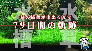 水草での緑の絨毯が出来るまで水草水槽79日間の軌跡