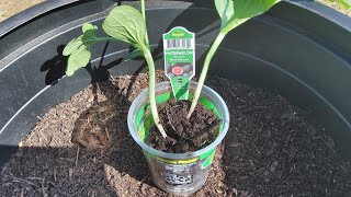 Planting Black Diamond Watermelon Plants 5/8/25