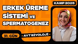 31) Erkek Üreme Sistemi ve Spermatogenez | Üreme Sistemi | 11. Sınıf | AYT Biyoloji Kampı 31. Video