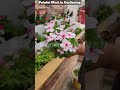 viral youtubeshorts shorts pruning hybrid vinca flowers to get more blooming