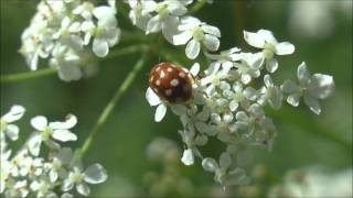 Cream spot Ladybird Calvia quattuordecimguttata