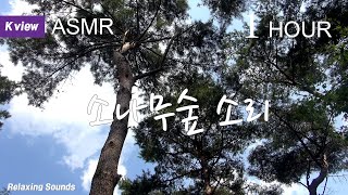 [백색소음 ASMR]  효과음 ,힐링풍경, 산책길,  자연 숲 소리,풀벌레 소리