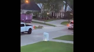 Tiger roams Houston neighborhood