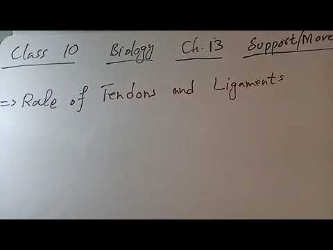 Role Of Tendons And Ligaments|10th Class Biology|Ch 13| - YouTube