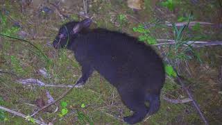 An Endemic rabbit in Amami island Forest Geo Park Japan