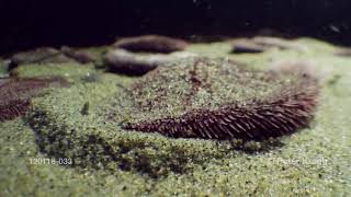 Sand dollars, time lapse, the hidden life