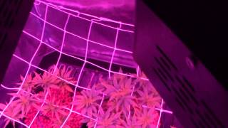 MARS HYDRO LED OVER VIEW 2 900w LED