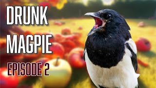 Drunk Magpie (by fermented apples), Episode 2