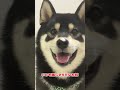 鼻のゴミに気づかない柴犬 dogs shibaken 犬のいる暮らし shiba dog shots