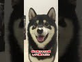 鼻のゴミに気づかない柴犬 dogs shibaken 犬のいる暮らし shiba dog shots