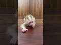 Adorable Monkey A Tong it can scream call his Mom