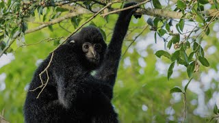 CGTN Nature: Bawangling Series | Episode 1: Hainan Black-crested Gibbon