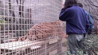 大牟田市動物園のトラ　トラジロウ　（ハズバンダリートレーニング編）