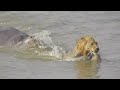 Hippo Chases Lion in River