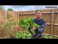 how u0026 when to grow rayo saag in uk answers to frequently asked questions gaint green mustards