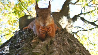 What Do Squirrels Eat: 7 things to feed them And 3 You Shouldn't | Backyardscape