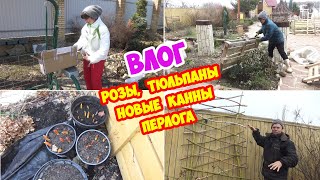 Как перезимовали розы? Тюльпаны в горшках. Новые канны. И новая пергола от Паши. Garden in April.