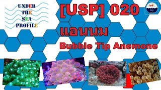 [USP] 020 Bubble Tip Anemone แอนนม