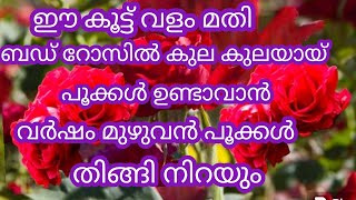 ഇതൊന്ന് മിക്സ് ചെയ്ത് കൊടുക്ക്#ബഡ് റോസിൽ ഇല കാണാതെ പൂക്കൾ തിങ്ങി നിറയും# gardening tips malayalam