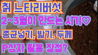 칡느타리버섯 만들기/ 2~3월이 만드는 적기 / 종균넣기, 밟기, 배지의 두께 / 플라스틱 상자 활용의 장점 / 2022.2.20