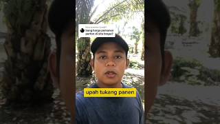 UPAH TUKANG PANEN KELAPA SAWIT DI KALIMANTAN BARAT #shorts #petanisawit