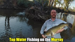 Insane Surface Hit! Murray Cod Jackpot!