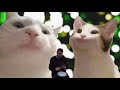 pop cat vs vibing cat