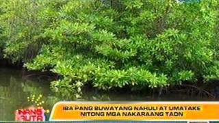 UB: Pagkakahuli sa pinakamalaking   buwaya na si Lolong, naging   usap-usapan sa buong mundo