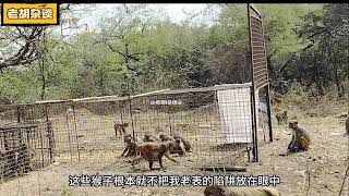 国外猴子泛滥成灾破坏粮食，果农不得已布下陷阱将猴子一网打尽