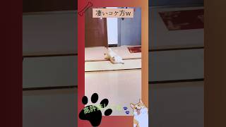 〜インスタでバズったコーギー動画〜凄いコケ方w#コーギー