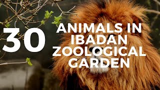 30 Animals You Won't Believe Are in Ibadan  Zoological Garden