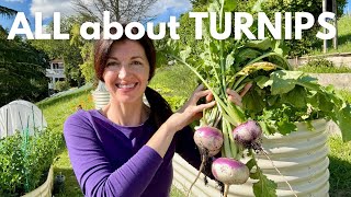 How to Grow Turnips \u0026 Why EVERYONE should grow them!