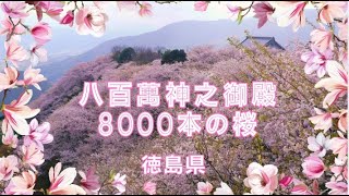 8000本の桜【八百萬神之御殿】徳島県　8,000 Cherry Trees [Yaomanokami no Goten] Tokushima Prefecture