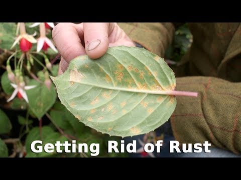 Get Gardening: Getting Rid of Rust Get Gardening: Getting Rid of Rust