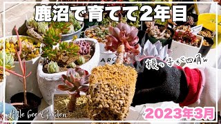 【多肉植物】レインドロップスを水持ちの良い土に植え替え❣️【ガーデニング】