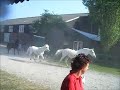 manege de driesprong pony s eerste keer naar buiten 2011