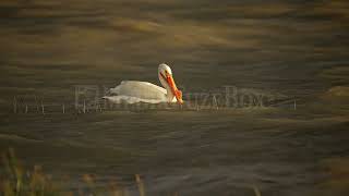 Stock Video - Pelican dunking its head underwater as waves blow on Utah Lake